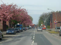Schneiderstraße bei Kirschbaumblüte
